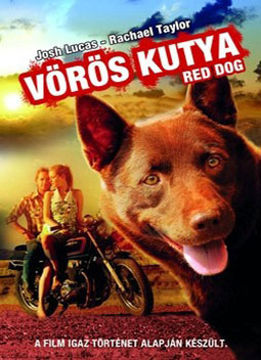 Vörös kutya termékhez kapcsolódó kép