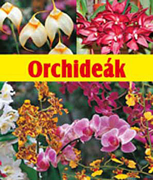 Orchideák termékhez kapcsolódó kép