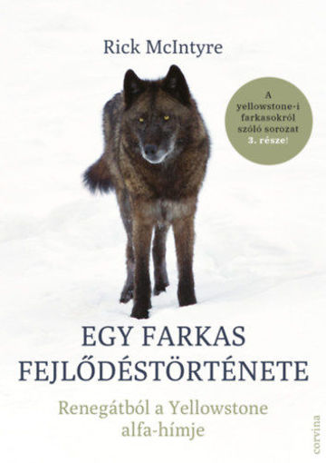 Egy farkas fejlődéstörténete - Renegátból a Yellowstone alfa-hímje termékhez kapcsolódó kép