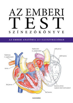Az emberi test színezőkönyve termékhez kapcsolódó kép