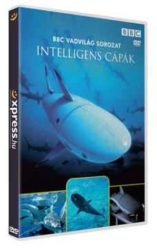 Intelligens cápák termékhez kapcsolódó kép